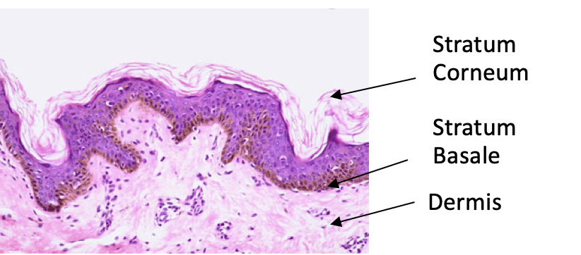 skin anatomy